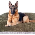Extending the Lifespan of Your Dog Blanket