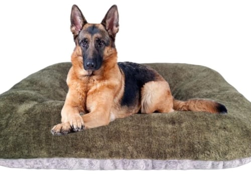 Extending the Lifespan of Your Dog Blanket