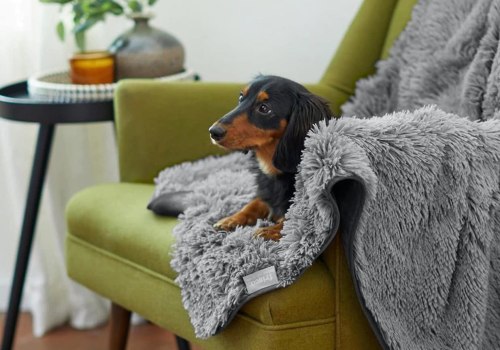 Materials to Look for and Avoid in a Dog Blanket