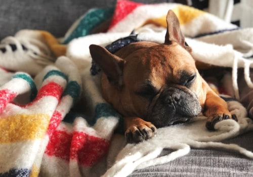 DIY alternatives for cost-effective dog blankets
